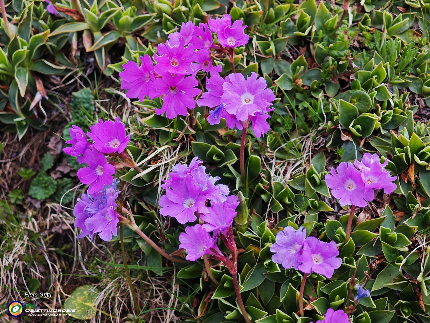 56 Primula glaucescens nei pratoni.jpg